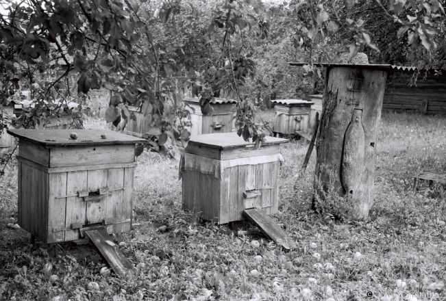 2b.Dzjed Ivan's Beehives, Tsjerablichy 2018, 2018193_02A