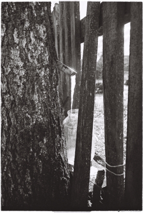 2b.Rhythms and Rites of Approaching Spring, Frozen Birch Sap, Tsjerablichy 2016, 2016080d- (000068