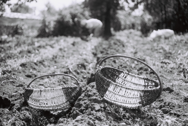 2b.Harvesting Potatoes from the Family Plot, Tsjerablichy 2017, 2017200- (F1010028