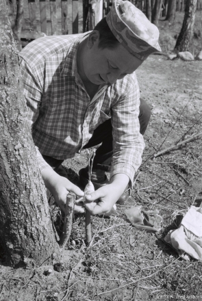 Misha Grafting an Apple Scion, Tsjerablichy 2015, F1070018(2015082-.jpg