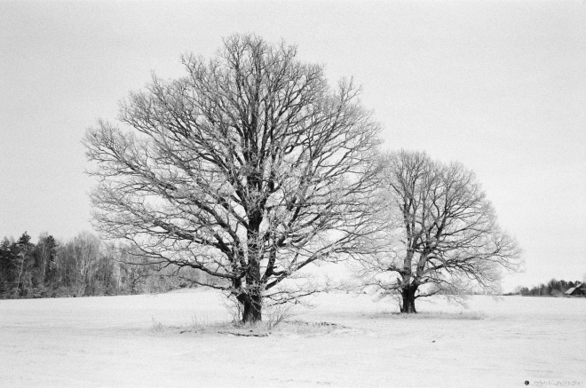 2b.Oaks, Dzjaniski 2016, 2016353-8A (65190008