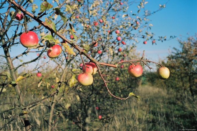 2b.Old Apple Orchard along Markava-Vjerkhnija Talui Road 2018, 2018262a-10A (000042