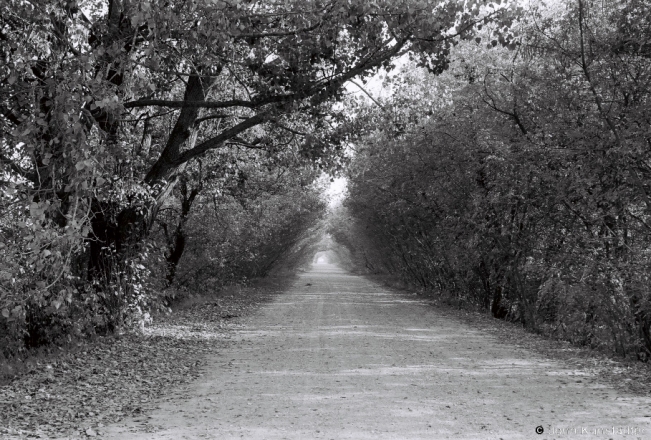 2b.Tunnel-of-Trees-Dubaj-Dubjenjets-Road-2018-2018278a_03A