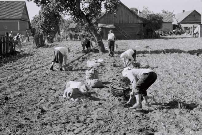 2c.Harvesting Potatoes, Tsjerablichy 2015, 2015269- (F1130032