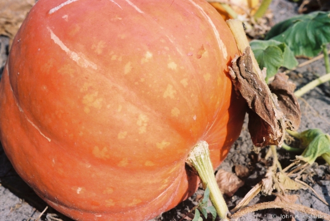 2c.Harvest Colors, Tsjerablichy 20152015331a-17A (F1010018