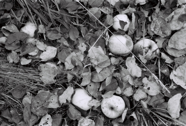 2c.Apple Orchard, Zas'tsjen'nje 2018, 2018286_06A