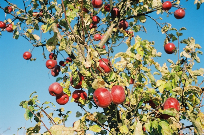 2c.Old Apple Orchard along Markava-Vjerkhnija Talui Road 2018, 2018262a-20A (000052