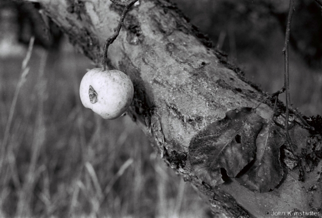 2d.Apple Orchard, Zas'tsjen'nje 2018, 2018287_06