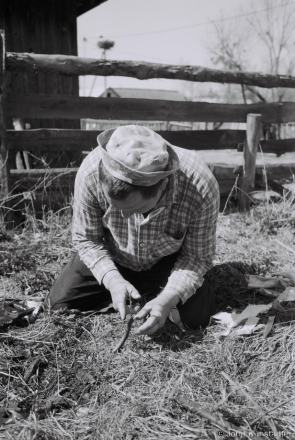 Misha Grafting an Apple Scion, Tsjerablichy 2015, F1070031(2015082-.jpg