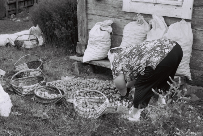 2d.Sorting Potatoes from the Family Plot, Tsjerablichy 2017, 2017200- (F1010033