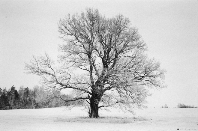 2f.Oaks, Dzjaniski 2016, 2016353-18A (65190018