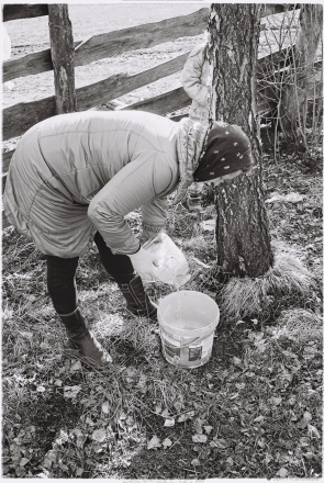 2f.Rhythms and Rites of Approaching Spring, Vjerka and Chesa Collecting Frozen Birch Sap, Tsjerablichy 2016, 2016086- (2) (000065