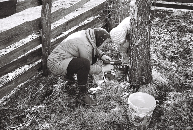 2g.Rhythms and Rites of Approaching Spring, Vjerka and Chesa Reboring Birch Sap Tap, Tsjerablichy 2016, 2016082b- (000063