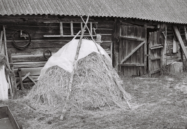 2h.Barnyard, Polkhava 2017, 2017150-33A (000067