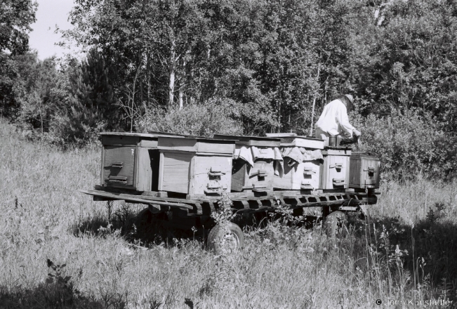 3.Collecting May Honey from Hives in the Forest, Bjerazy nr. Tsjerablichy 20182018132b_23A