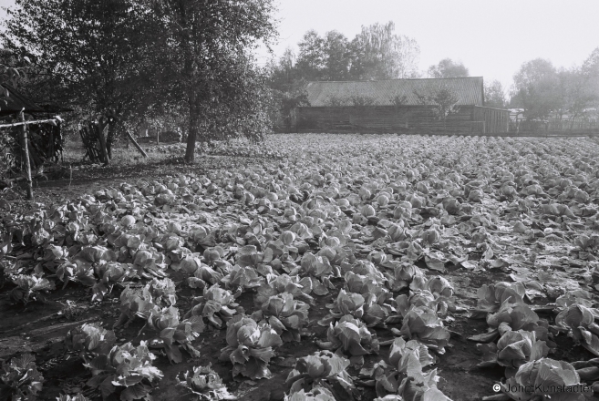 Smallholder-Farming-in-Polesia-Cabbage-Patch-Tsjerablichy-2015-2015366b-19A