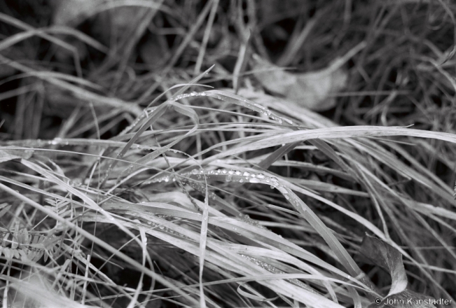 3.Dew on Grass, Zas'tsjen'nje 2018, 2018287_14