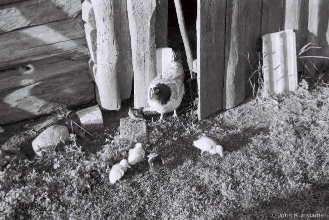 3.Polesian Rhythms, Hen Mothering Ducklings, Tsjerablichy 2015, F1130035(2015189-