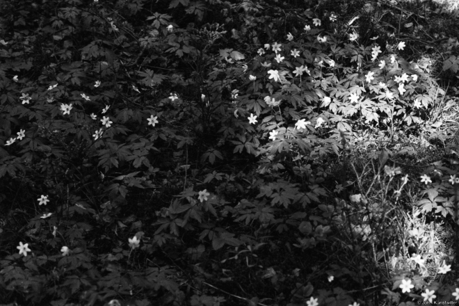 3.Kurapaty-Flowers-Kurapaty-2019-2019052b-142