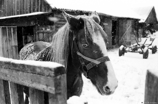 3.Masha the Mare, Tsjerablichy 2016, 2016343a- (65650016