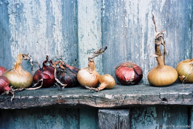 3.Onions, Tsjerablichy 2015, 2015331- (F1010021