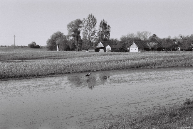 3.Stalking Frogs, Uhaljets 2013, 2013108a-0A
