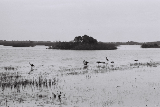 3.Spring Flood and Storks, Vjeras'nitsa 2013, 2013135a-26