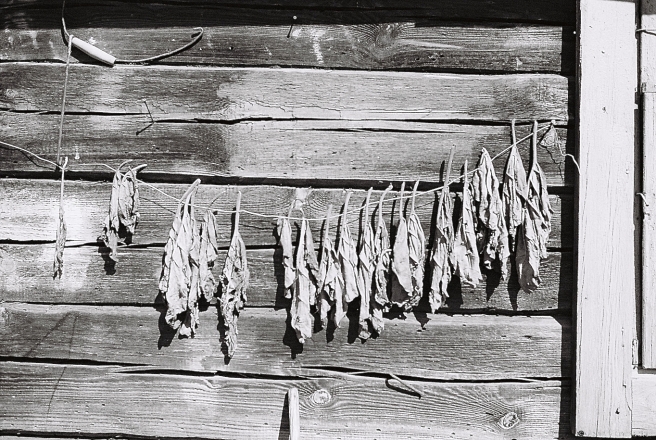 3.Tobacco Leaves, Tonjezh 2015, 2015281-6A(000006