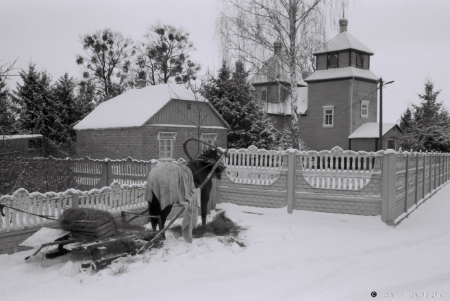3.Winter in Polesia, Bjerazhnoje 2014, 2014009b-30A