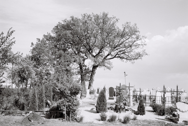 300-Year-Old-Oak-Cemetery-in-Akhova-Pinsk-Dist.-2016-2016156-25A