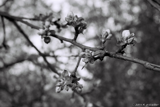 3a.Apple Blossoms, Tsjerablichy 2016, 2016130a-5A