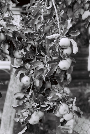 3a.Bumper Apple Crop, Tsjerablichy 2018, 2018185_35A