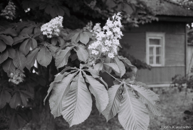 3a.Chestnut Candles, Bahushevichy 2018, 2018101b_23A