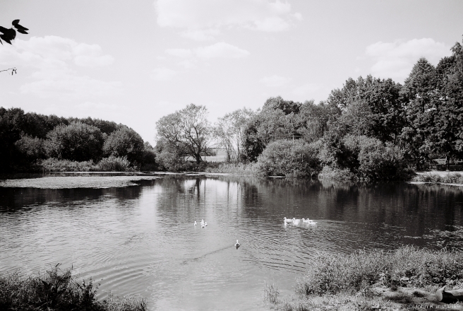 3a.Former Karcheuski Estate Pond, Bjanjuny 2015, 2015296-33A(000063