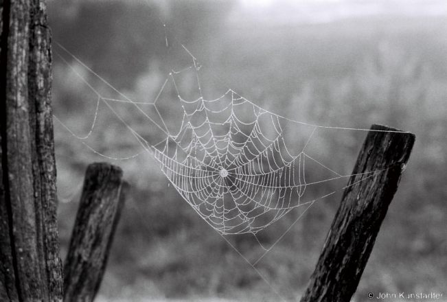 3a.Spiderweb in Morning Fog, Tsjerablichy 2018, 2018198_19A