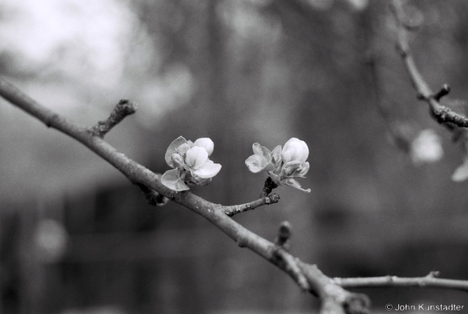 3b.Apple Blossoms, Tsjerablichy 2016, 2016132a-8A