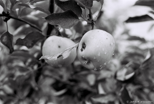 3b.Bumper Apple Crop, Tsjerablichy 2018, 2018192_24A