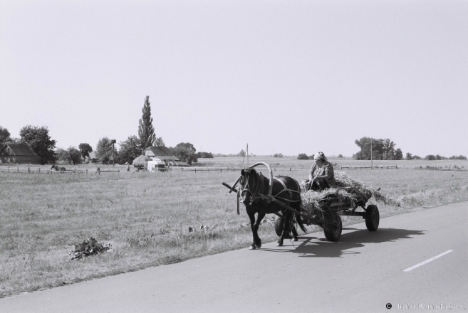 3b.Haying, Al'pjen' 2017, 2017200- (F1010001