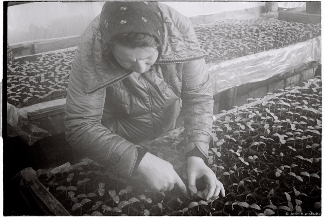 3b.Incubating Cucumber Plants, Tsjerablichy 2016, 2016087a- (2) (000042