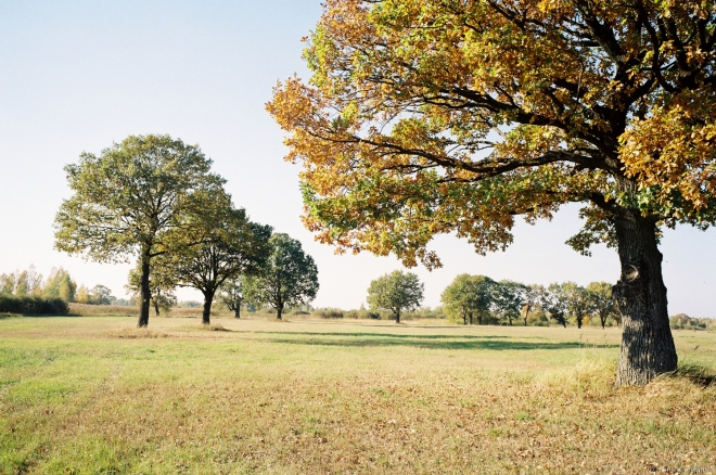 3b.Oak Grove nr. Borki (Zhytkavichy District) 2018, 2018269a-19A