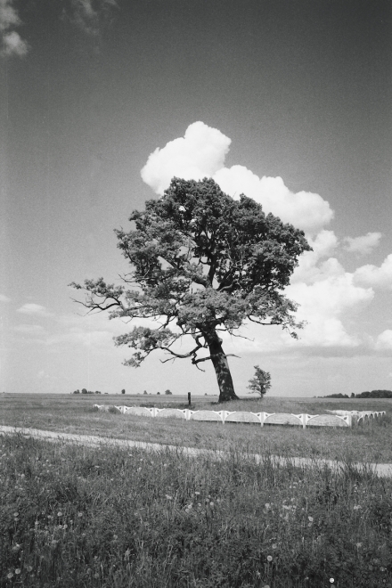 3b.Oak-Tree-by-Medieval-Kurhan-between-Aharevichy-Shashki-2014-2014177-18A