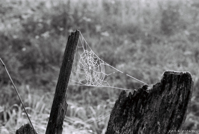 3b.Spiderweb in Morning Fog, Tsjerablichy 2018, 2018198_20A