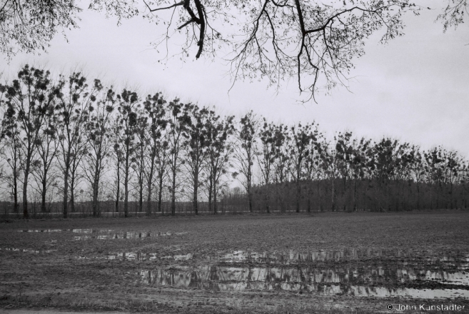 3b.Treeline, Kashubintsy 2016, 2016058-33A (F1020033