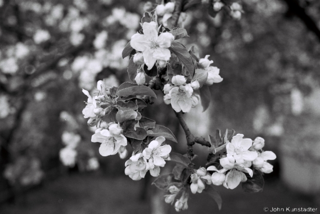 3c.Apple Blossoms, Tsjerablichy 2016, 2016132a-0A