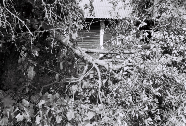 3c.Broken Apple-Tree Bough, Tsjerablichy 2018, 2018185b_36A