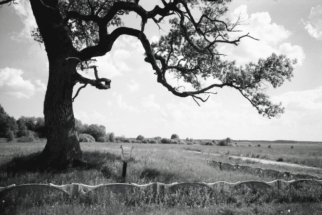 3c.Oak-Tree-by-Medieval-Kurhan-between-Aharevichy-Shashki-2014-2014177-19A