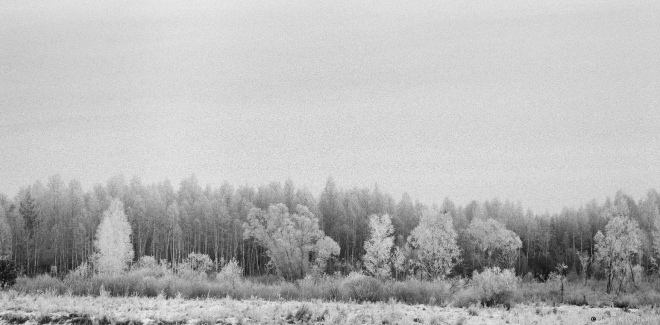 3c.Tree Line after Kramjanjets 2016, 2016353-26A(2) (65190026