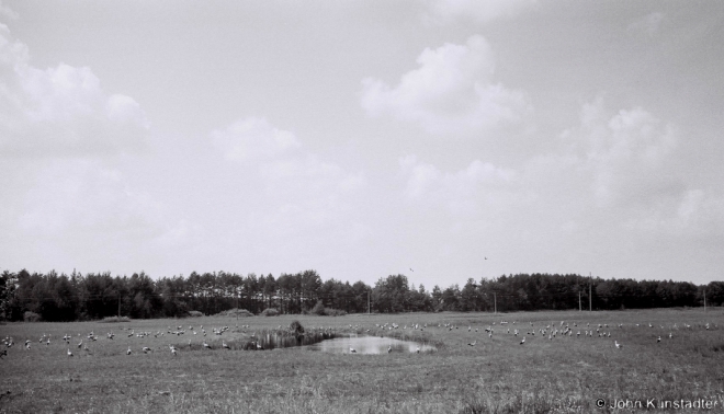 3d.A Muster of Storks, Mjasjatsichy-Bizharavichy Road, June 2013, 2013201b-31A(2)