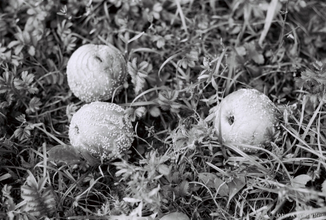 3d.Rotting Apples, Tsjerablichy 2018, 2018192_26A