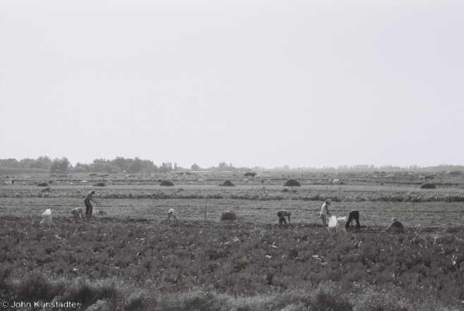 4-harvesting-family-allotments-azdamichy-2011-2011266c